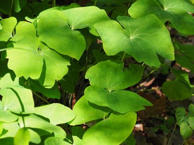 Jeffersonia diphylla, photographed by Clay Gibbons