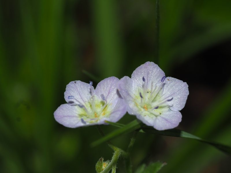 Phacelia dubia, photographed by Clay Gibbons