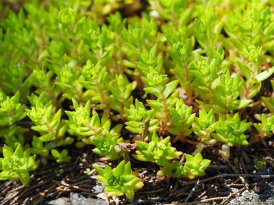 Sedum sarmentosum, photographed by Clay Gibbons