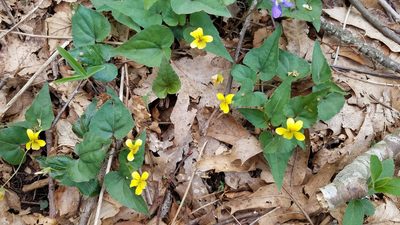 Viola hastata, photographed by Leila Dasher