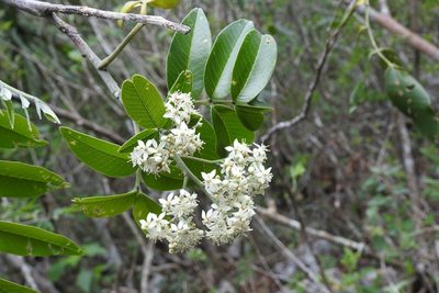 Rhus vestita, photographed by Neptalí Ramírez Marcial