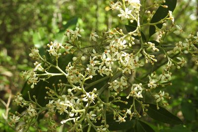 Rhus vestita, photographed by Neptalí Ramírez Marcial