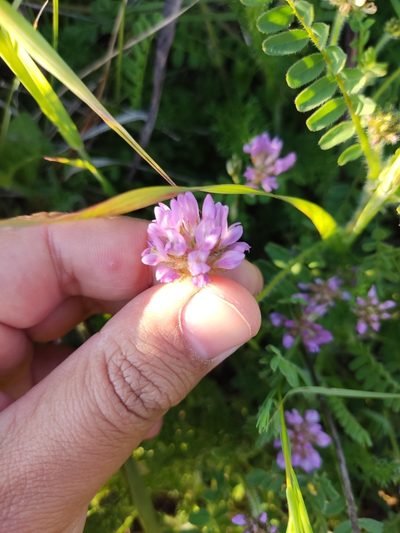 Astragalus echinatus, photographed by Ivo Rosa