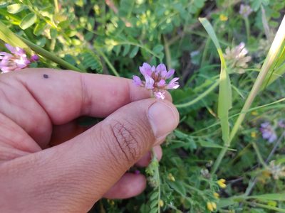 Astragalus echinatus, photographed by Ivo Rosa