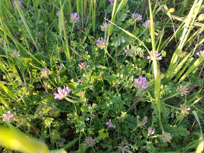 Astragalus echinatus, photographed by Ivo Rosa