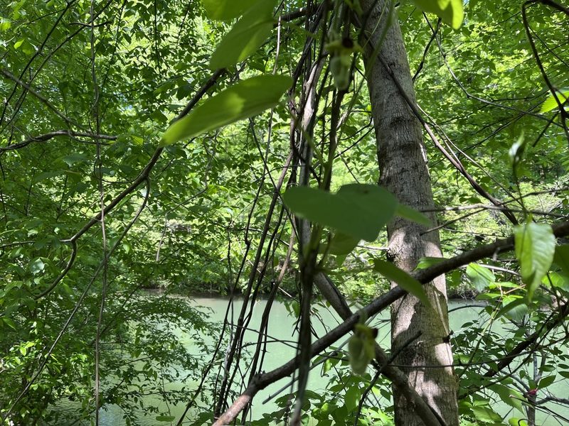 Aristolochia tomentosa, photographed by Brian Finzel