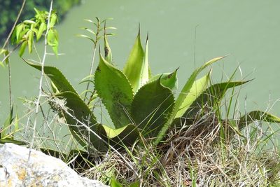 Agave hiemiflora, photographed by Neptalí Ramírez Marcial