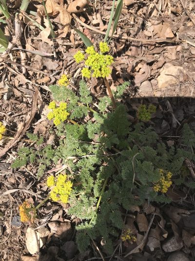 Lomatium grayi, photographed by Heather