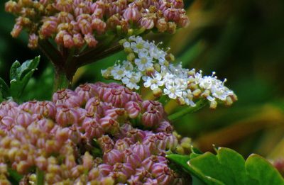 Apium australe, photographed by Hugo Hulsberg