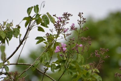 Fridericia floribunda, photographed by Neptalí Ramírez Marcial
