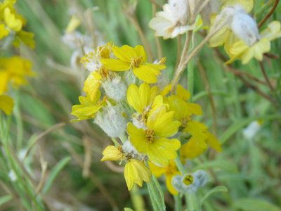 Psilostrophe gnaphalodes, photographed by Alexis López Hernández