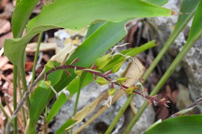 Pitcairnia chiapensis, photographed by Neptalí Ramírez Marcial
