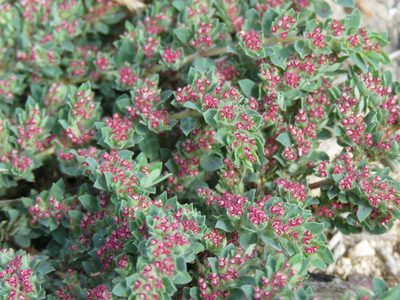 Euphorbia velleriflora, photographed by Alexis López Hernández