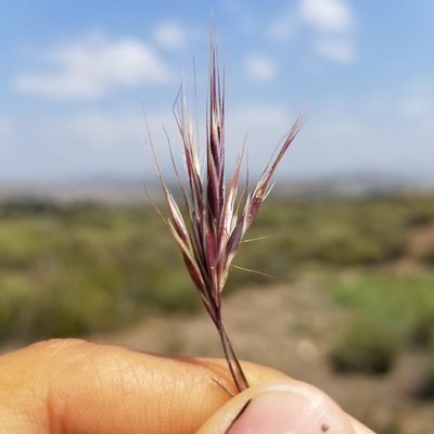 Bromus rubens, photographed by James C. Davis