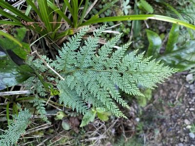 Paesia scaberula, photographed by naturewatchwidow
