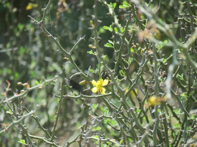 Parkinsonia texana, photographed by Alexis López Hernández