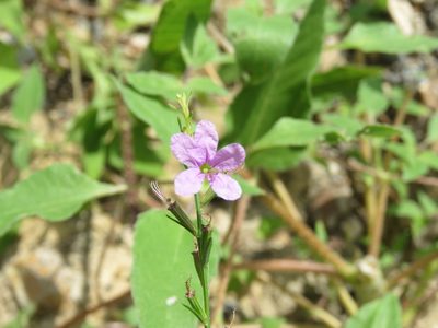 Lythrum californicum, photographed by Alexis López Hernández