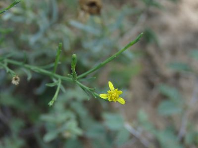Gutierrezia sphaerocephala, photographed by Alexis López Hernández