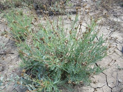Clappia suaedifolia, photographed by Alexis López Hernández