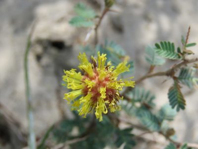 Strombocarpa cinerascens, photographed by Alexis López Hernández