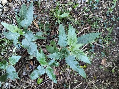 Urtica ferox, photographed by naturewatchwidow