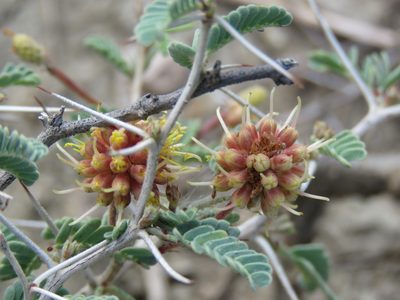 Strombocarpa cinerascens, photographed by Alexis López Hernández