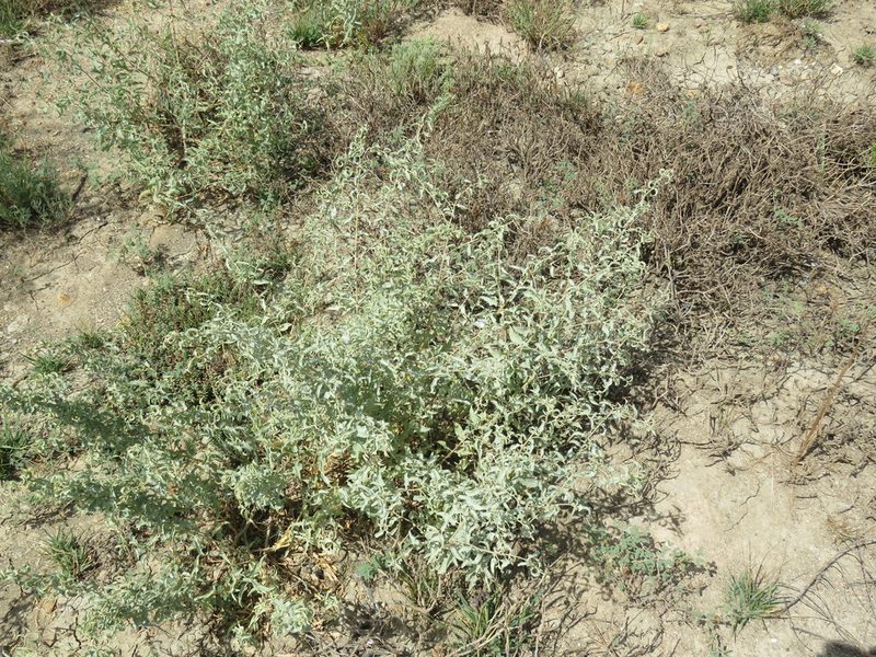Atriplex acanthocarpa, photographed by Alexis López Hernández