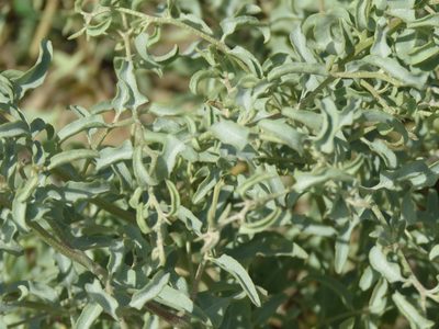Atriplex acanthocarpa, photographed by Alexis López Hernández