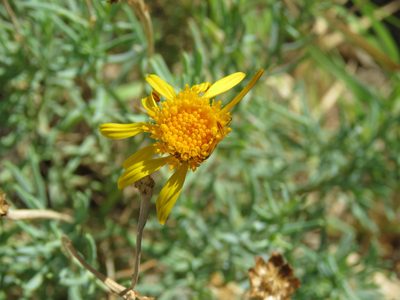 Clappia suaedifolia, photographed by Alexis López Hernández