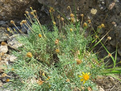 Clappia suaedifolia, photographed by Alexis López Hernández