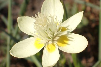 Platystemon californicus, photographed by Steve Woodward