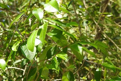 Sebastiania glandulosa, photographed by Neptalí Ramírez Marcial