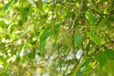 Sebastiania glandulosa, photographed by Neptalí Ramírez Marcial