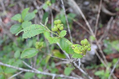 Bernardia mexicana, photographed by Neptalí Ramírez Marcial