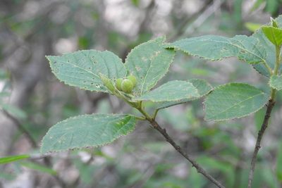 Bernardia mexicana, photographed by Neptalí Ramírez Marcial