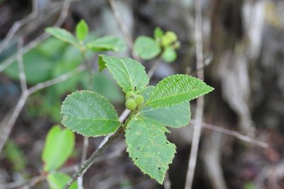 Bernardia mexicana, photographed by Neptalí Ramírez Marcial
