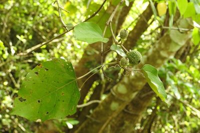 Croton reflexifolius, photographed by Neptalí Ramírez Marcial