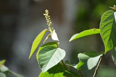 Croton francoanus, photographed by Neptalí Ramírez Marcial