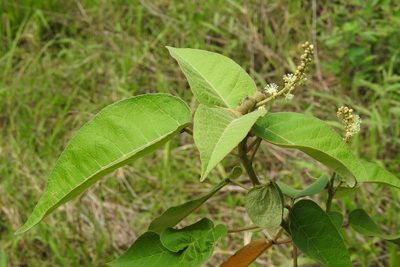 Croton xalapensis, photographed by Neptalí Ramírez Marcial