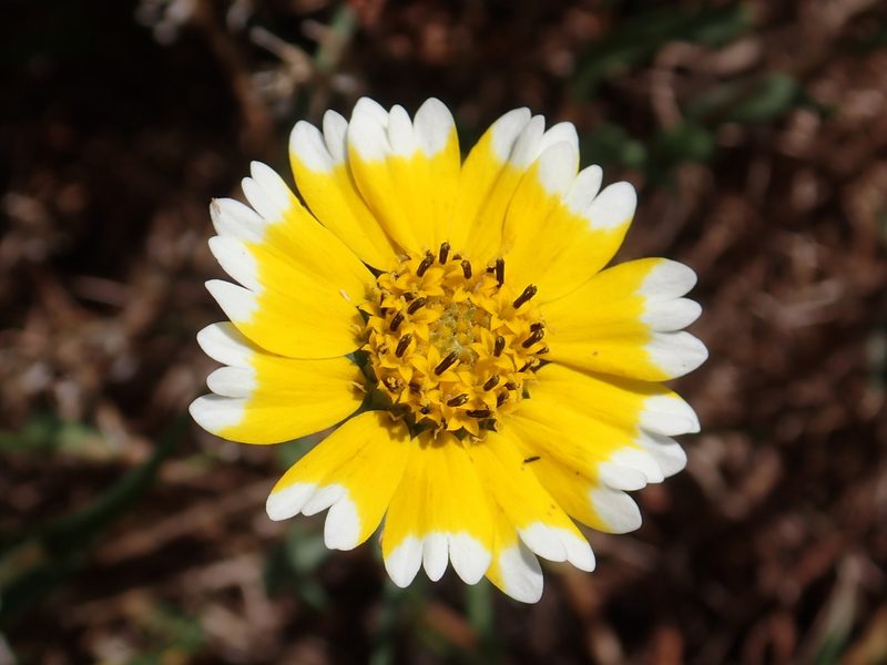Layia chrysanthemoides, photographed by Steve Woodward