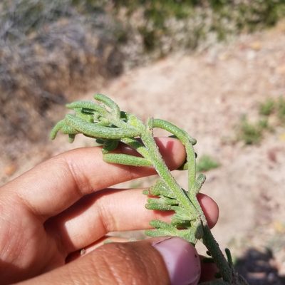 Mesembryanthemum nodiflorum, photographed by James C. Davis
