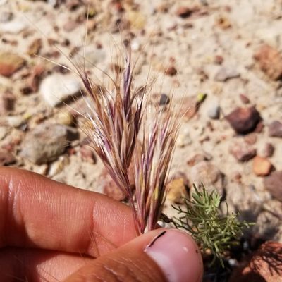 Bromus rubens, photographed by James C. Davis