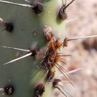 Opuntia littoralis, photographed by James C. Davis