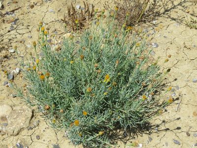 Clappia suaedifolia, photographed by Alexis López Hernández