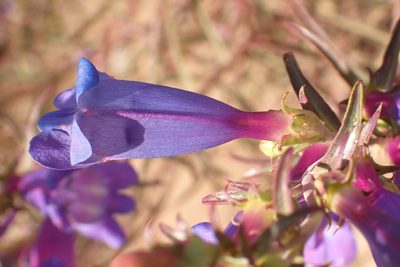 Penstemon heterophyllus, photographed by Steve Woodward