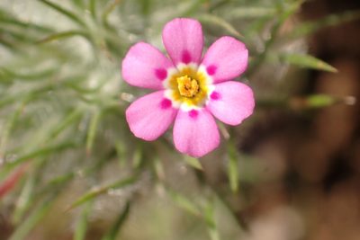 Leptosiphon ciliatus, photographed by Steve Woodward