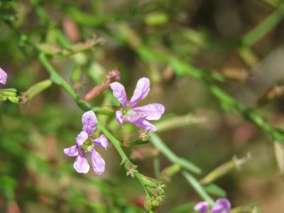 Lythrum californicum, photographed by Alexis López Hernández