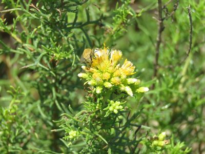 Isocoma coronopifolia, photographed by Alexis López Hernández