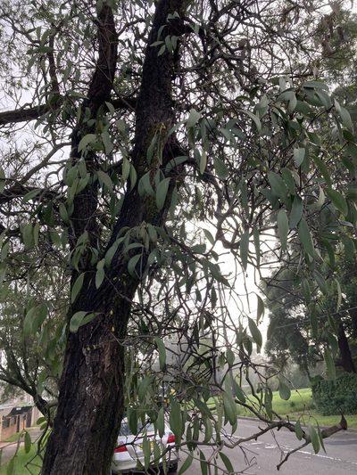 Muellerina eucalyptoides, photographed by Thomas Mesaglio