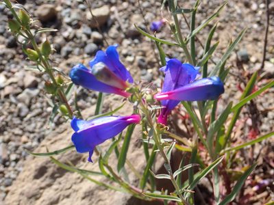 Penstemon heterophyllus, photographed by Steve Woodward